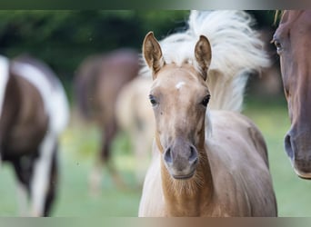 American Quarter Horse, Hengst, 1 Jaar, Palomino