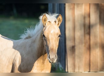 American Quarter Horse, Hengst, 1 Jaar, Palomino