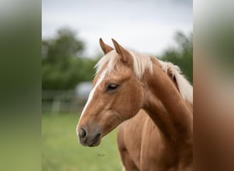 American Quarter Horse, Hengst, 1 Jaar, Palomino