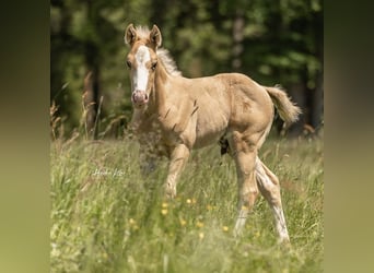 American Quarter Horse, Hengst, 1 Jaar, Palomino