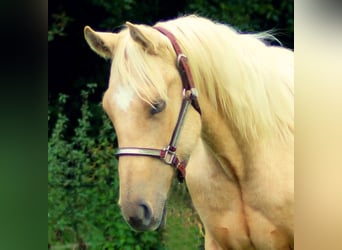 American Quarter Horse, Hengst, 1 Jaar, Palomino