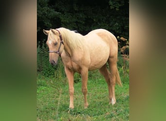 American Quarter Horse, Hengst, 1 Jaar, Palomino