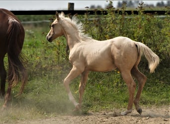 American Quarter Horse, Hengst, 1 Jaar, Palomino