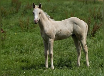 American Quarter Horse, Hengst, 1 Jaar, Palomino