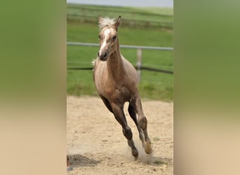 American Quarter Horse, Hengst, 1 Jaar, Palomino