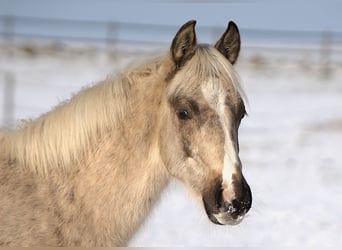 American Quarter Horse, Hengst, 1 Jaar, Palomino