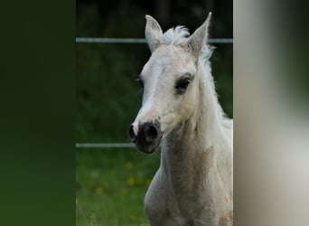 American Quarter Horse, Hengst, 1 Jaar, Palomino