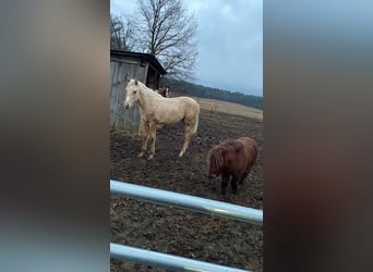 American Quarter Horse, Hengst, 1 Jaar, Palomino