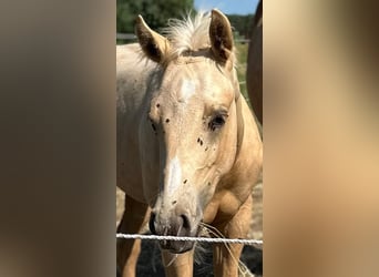 American Quarter Horse, Hengst, 1 Jaar, Palomino