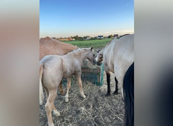 American Quarter Horse, Hengst, 1 Jaar, Palomino