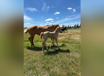 American Quarter Horse, Hengst, 1 Jaar, Palomino