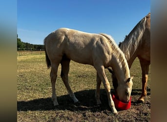 American Quarter Horse, Hengst, 1 Jaar, Palomino