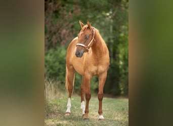 American Quarter Horse, Hengst, 1 Jaar, Red Dun