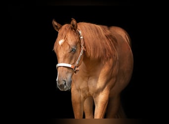 American Quarter Horse, Hengst, 1 Jaar, Red Dun