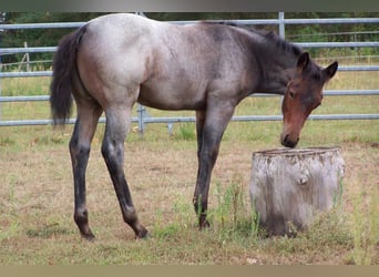 American Quarter Horse, Hengst, 1 Jaar, Roan-Bay