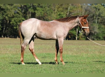 American Quarter Horse, Hengst, 1 Jaar, Roan-Red