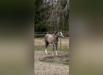 American Quarter Horse, Hengst, 1 Jaar, Schimmel