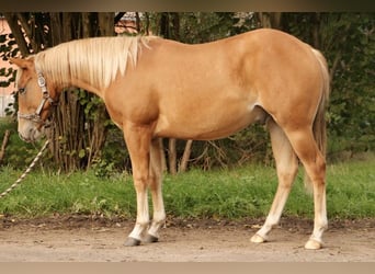 American Quarter Horse, Hengst, 1 Jaar, Vos