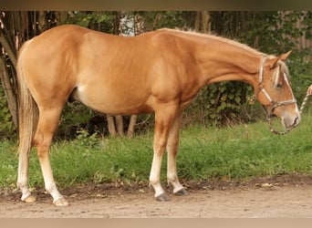 American Quarter Horse, Hengst, 1 Jaar, Vos