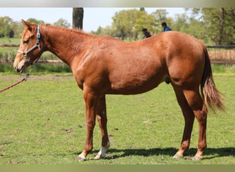 American Quarter Horse, Hengst, 1 Jaar, Vos