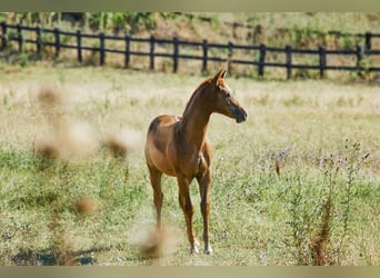 American Quarter Horse, Hengst, 1 Jaar, Vos