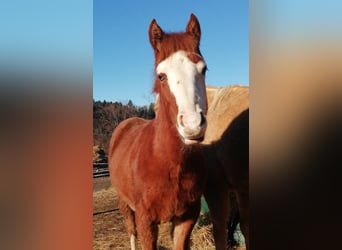 American Quarter Horse, Hengst, 1 Jaar, Vos