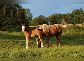 American Quarter Horse, Hengst, 1 Jaar, Vos