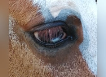 American Quarter Horse, Hengst, 1 Jaar, Vos