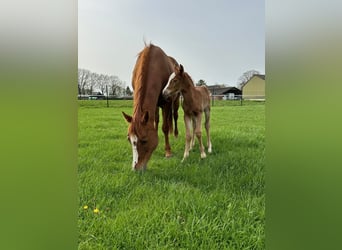 American Quarter Horse, Hengst, 1 Jaar, Vos