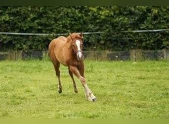 American Quarter Horse, Hengst, 1 Jaar, Vos