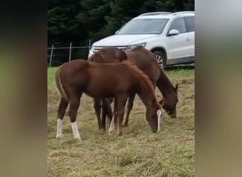 American Quarter Horse, Hengst, 1 Jaar, Vos