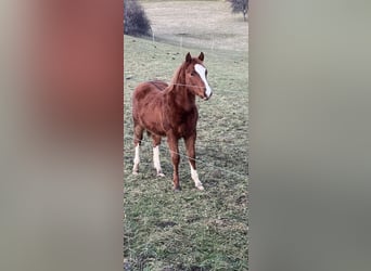 American Quarter Horse, Hengst, 1 Jaar, Vos