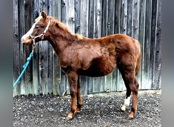 American Quarter Horse, Hengst, 1 Jaar, Vos