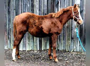 American Quarter Horse, Hengst, 1 Jaar, Vos