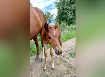 American Quarter Horse, Hengst, 1 Jaar, Vos