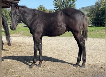 American Quarter Horse, Hengst, 1 Jaar, Zwart