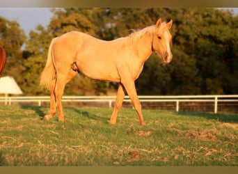 American Quarter Horse, Hengst, 1 Jahr, 132 cm, Palomino