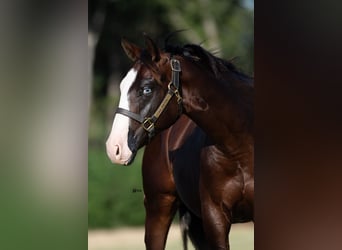 American Quarter Horse, Hengst, 1 Jahr, 137 cm, Rotbrauner