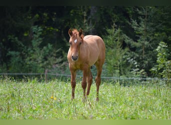 American Quarter Horse Mix, Hengst, 1 Jahr, 140 cm, Red Dun