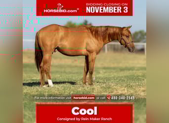 American Quarter Horse, Hengst, 1 Jahr, 142 cm, Red Dun