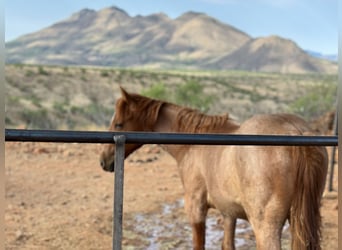 American Quarter Horse, Hengst, 1 Jahr, 142 cm, Roan-Red