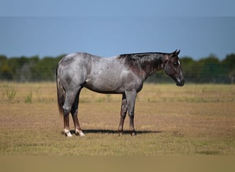 American Quarter Horse, Hengst, 1 Jahr, 142 cm, Roan-Red