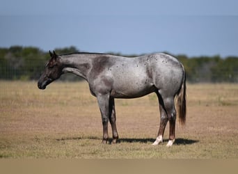 American Quarter Horse, Hengst, 1 Jahr, 142 cm, Roan-Red
