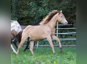American Quarter Horse, Hengst, 1 Jahr, 143 cm, Champagne