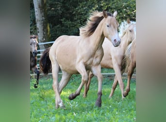 American Quarter Horse, Hengst, 1 Jahr, 143 cm, Champagne