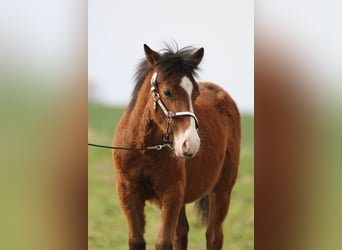 American Quarter Horse, Hengst, 1 Jahr, 145 cm, Brauner