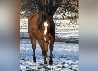 American Quarter Horse, Hengst, 1 Jahr, 145 cm, Brauner