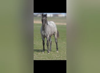 American Quarter Horse, Hengst, 1 Jahr, 146 cm, Roan-Blue