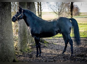 American Quarter Horse, Hengst, 1 Jahr, 147 cm, Brauner