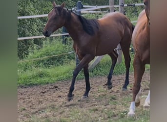 American Quarter Horse, Hengst, 1 Jahr, 147 cm, Brauner